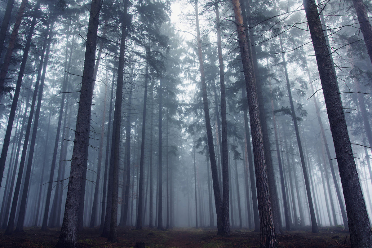 canvas-print-mysterious-foggy-forest-x