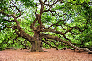 framedposter-print-the-oak