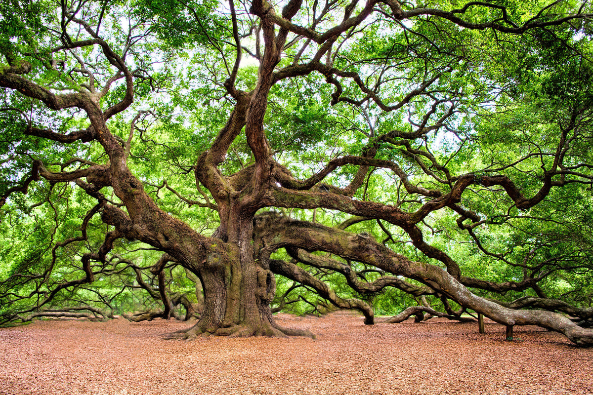framedposter-print-the-oak