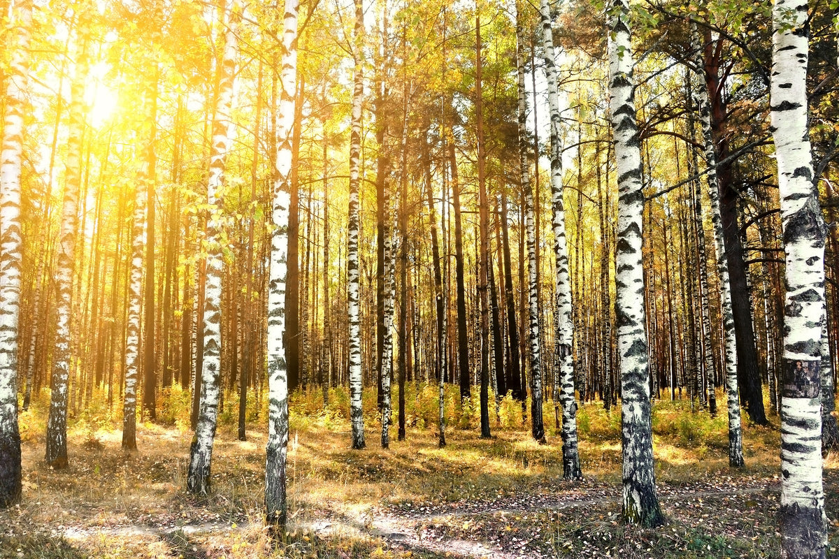 acrylic-print-birch-forest