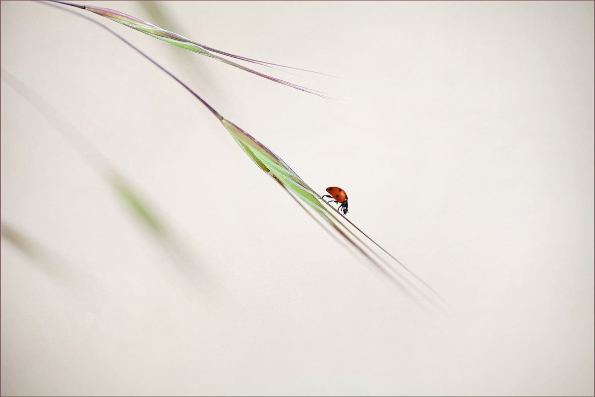 modern-3-piece-acrylic-print-ladybug