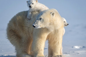 canvas-print-mischievous-little-polar-bear-x