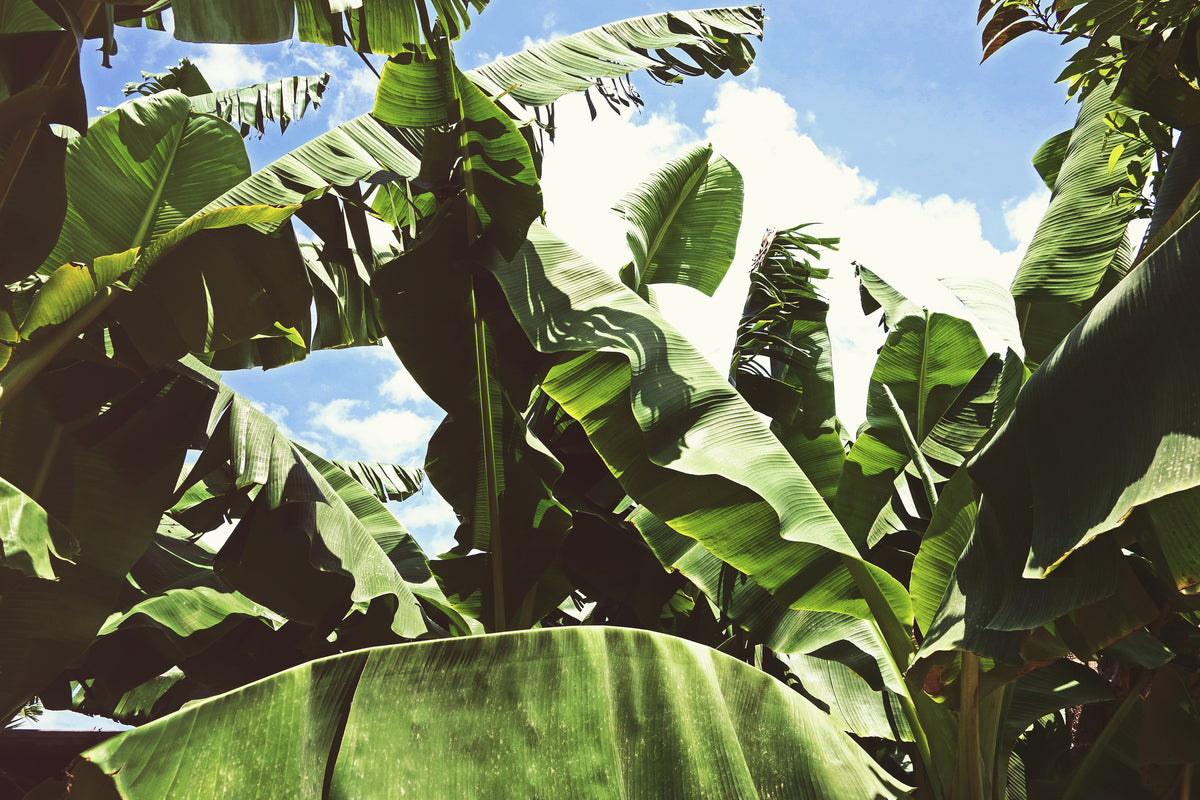 modern-3-piece-canvas-print-in-the-middle-of-the-jungle