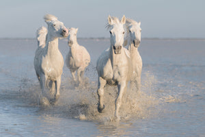 poster-print-horses-xue