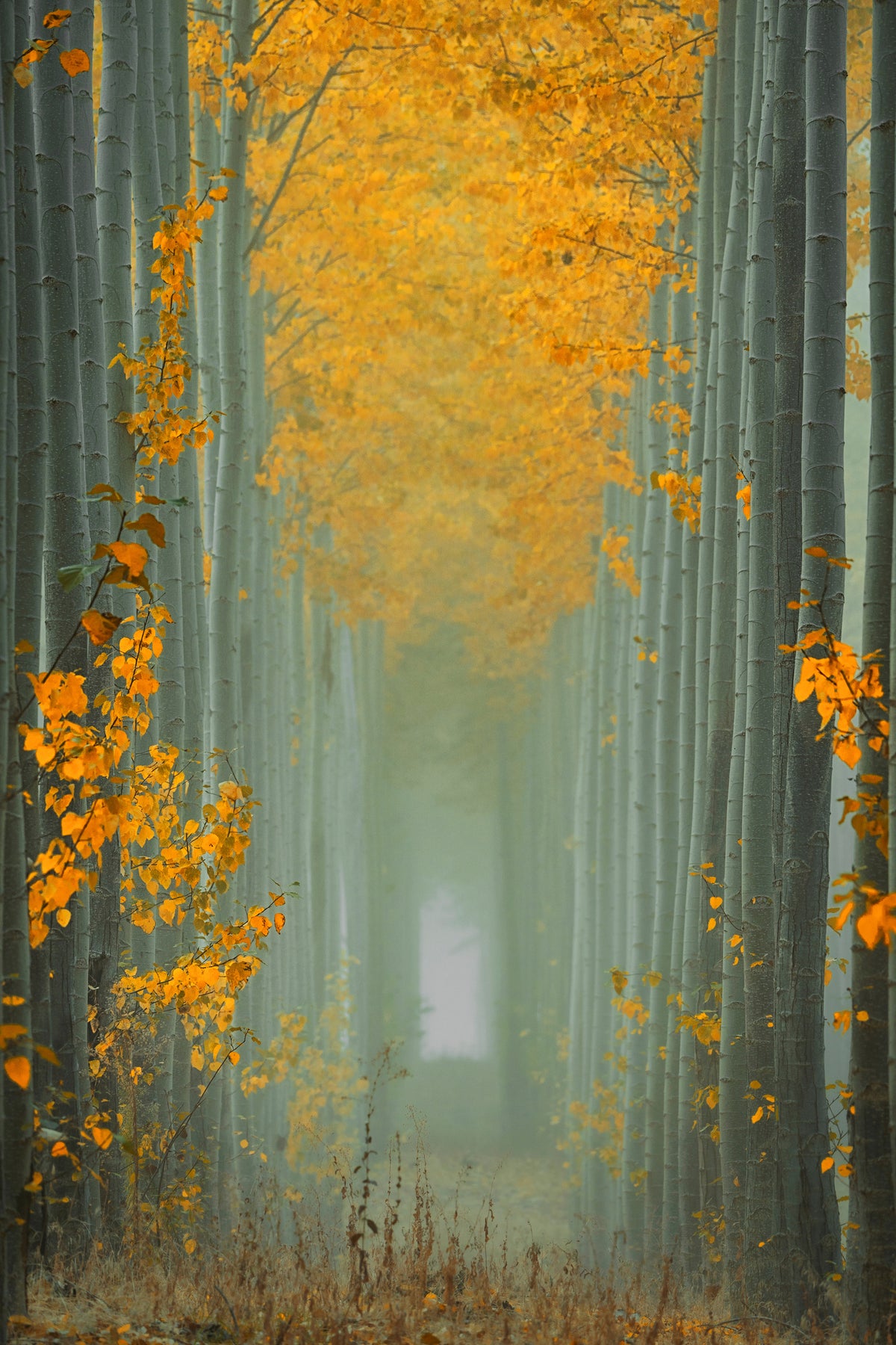 acrylic-print-misty-autumn-path