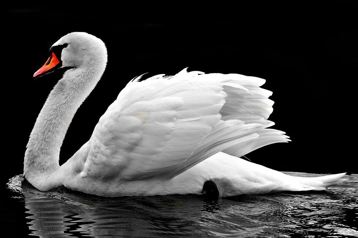 canvas-print-the-graceful-swan