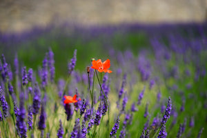 poster-print-poppy-in-the-lavender