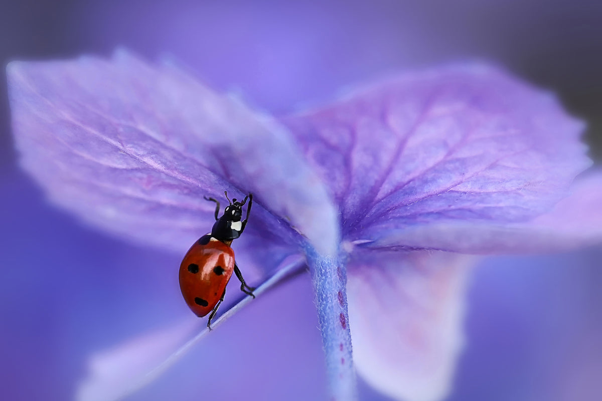 3-piece-canvas-print-ladybird-on-purple-hydrangea