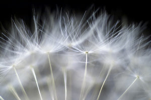 canvas-print-blow-it-x