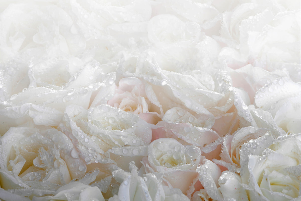 canvas-print-white-roses-in-the-morning-dew