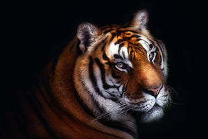 framedcanvas-print-tiger-x
