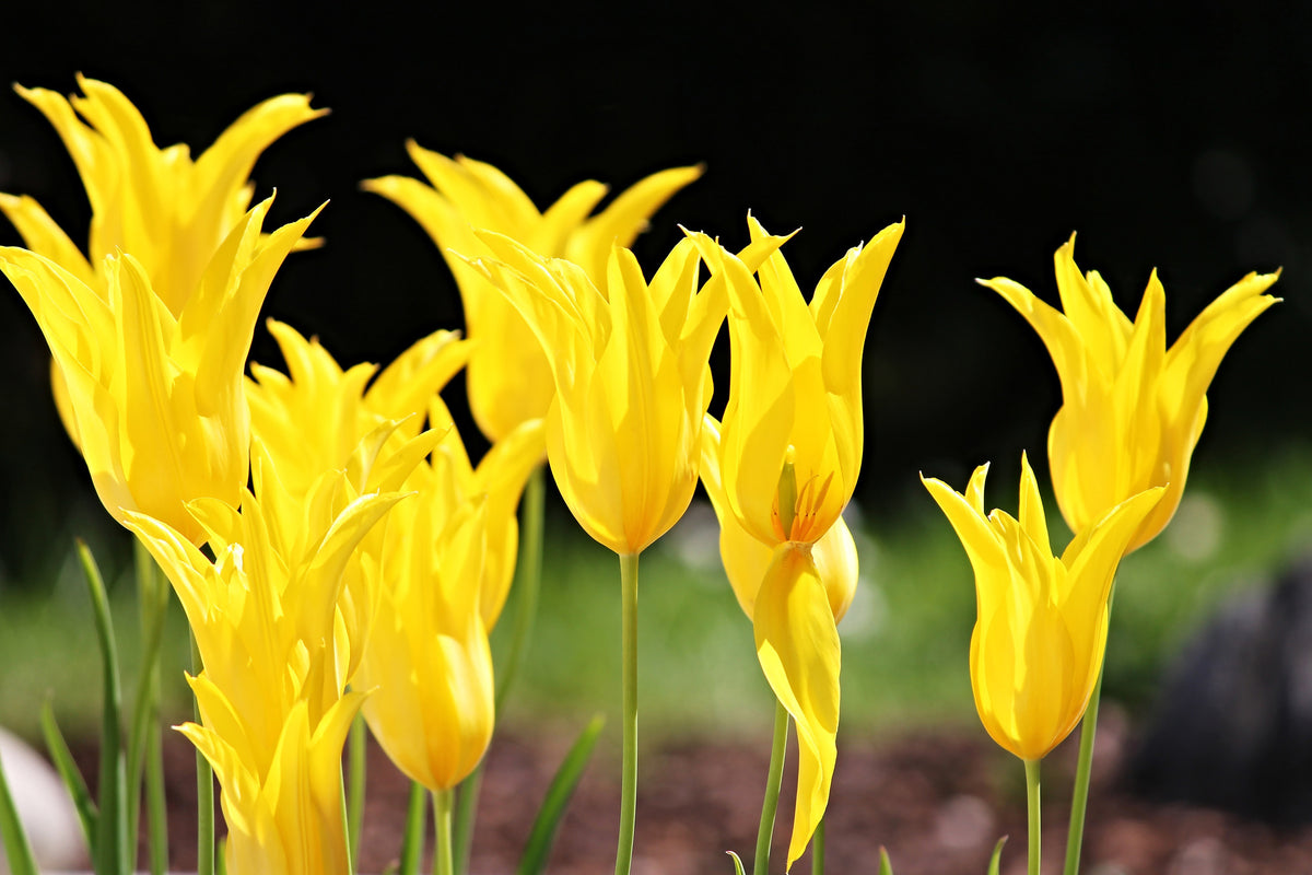 aluminium-print-yellow-tulips-in-the-nature