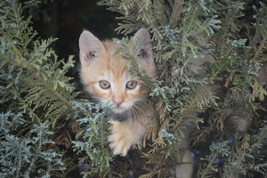 3-piece-aluminium-print-tiger-kitten