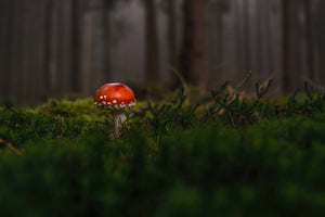 framedcanvas-print-a-mushroom-in-the-forest