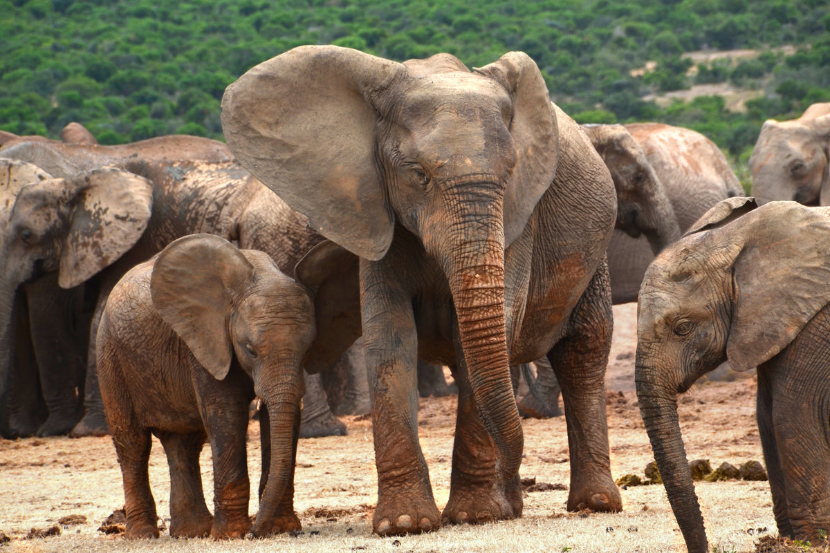 acrylic-print-elephant-herd-in-africa