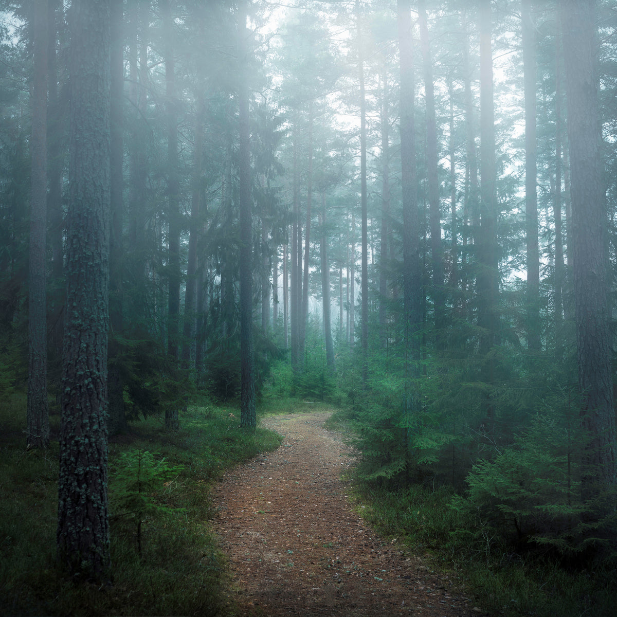 poster-print-the-forest-of-secrets