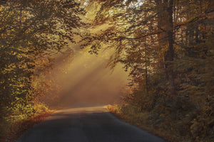canvas-print-sunbeams-in-the-forest