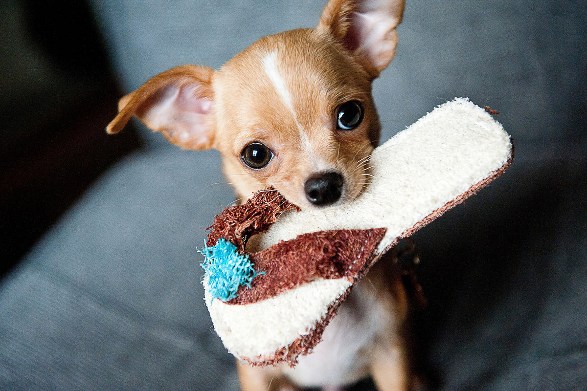 framedcanvas-print-obedient-chihuahua