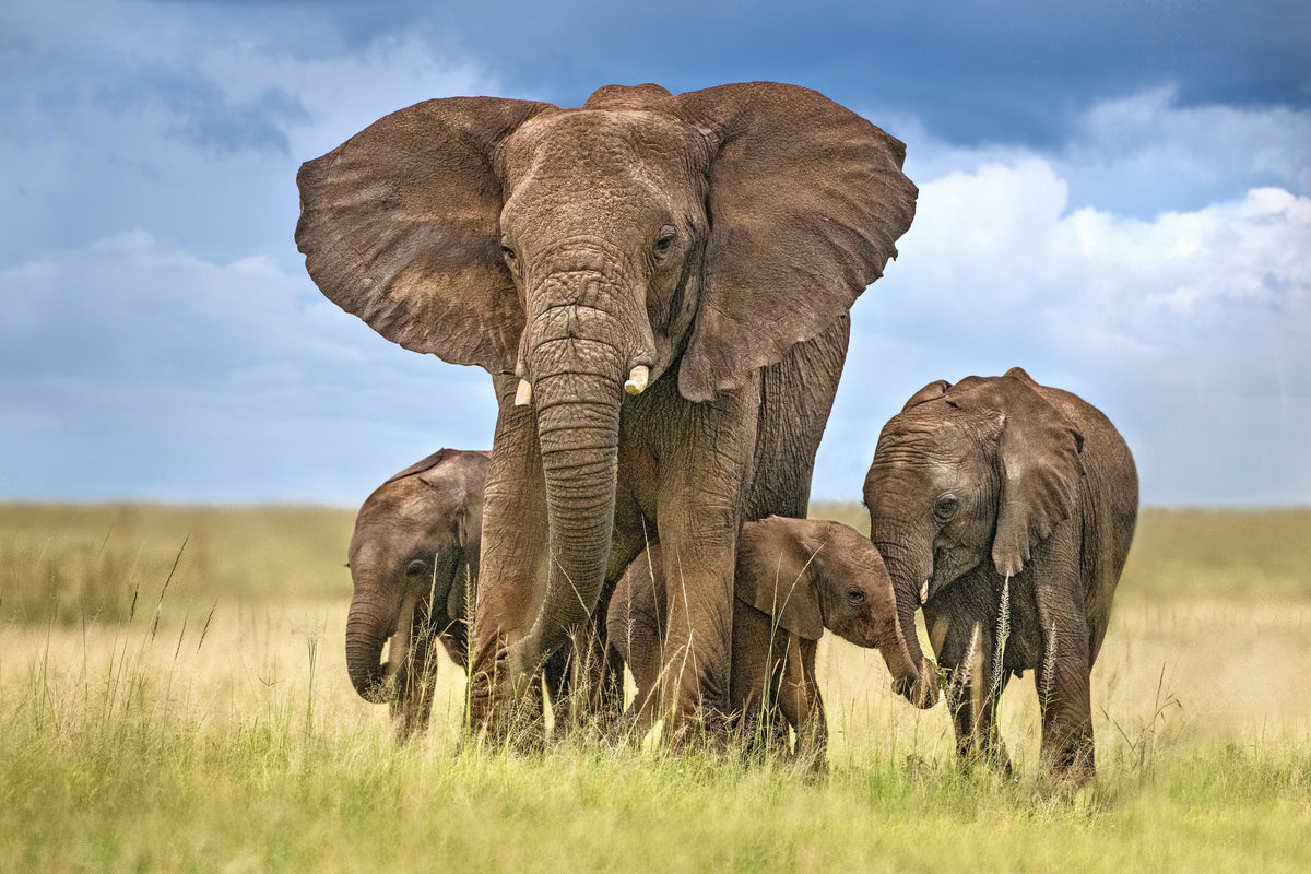 aluminium-print-elephant-mom-protecting-her-calves-x