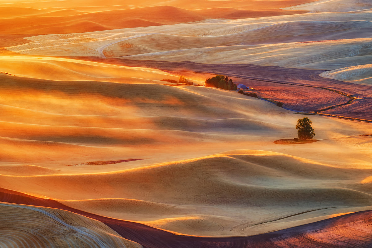 canvas-print-golden-palouse-x