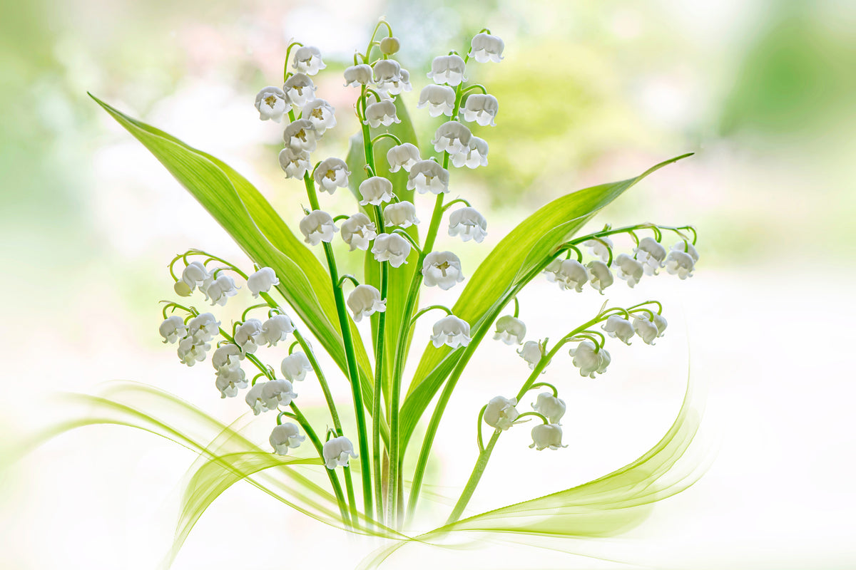 3-piece-canvas-print-lily-of-the-valley-ii