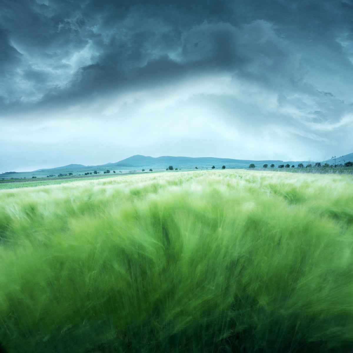 aluminium-print-barley-field