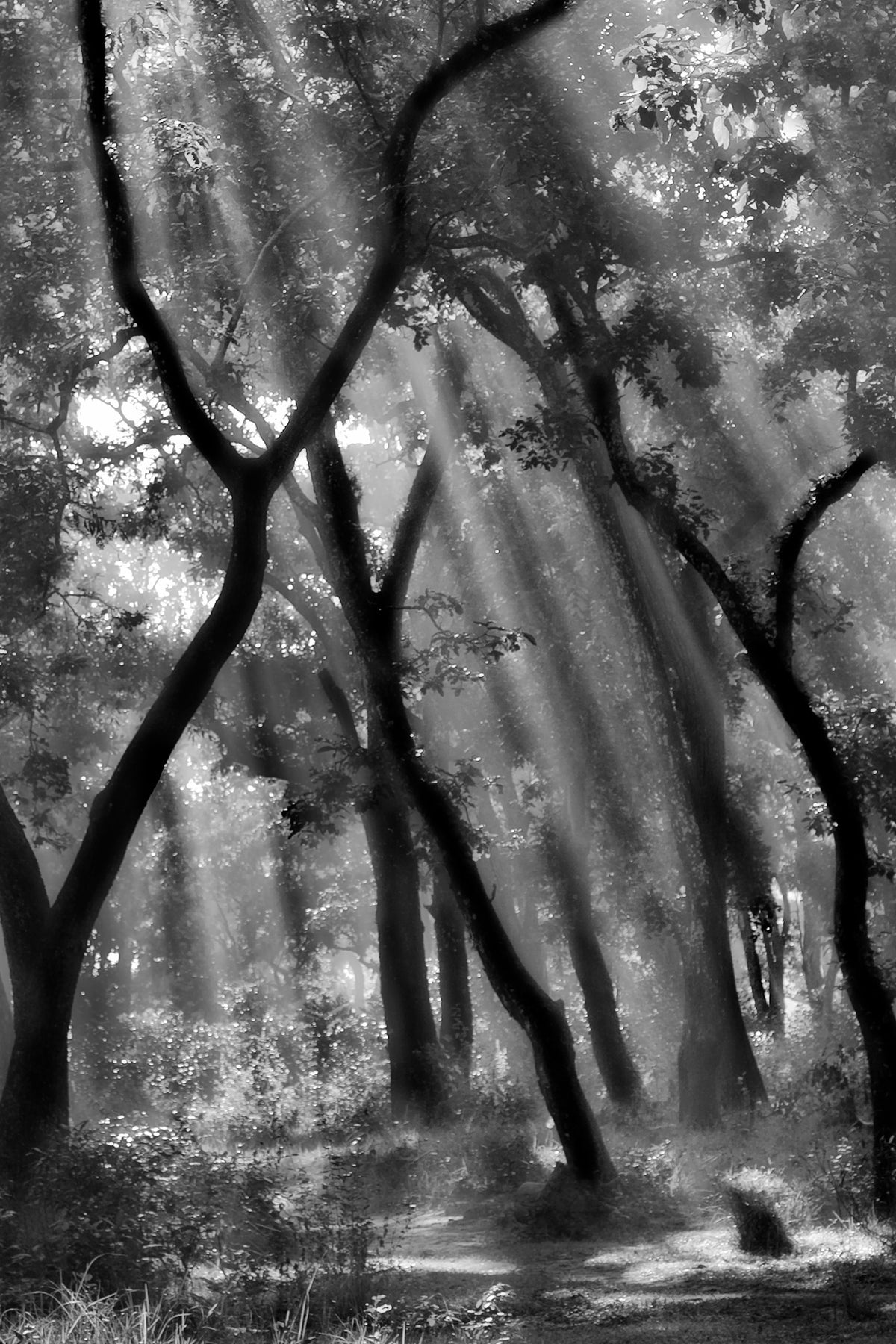 aluminium-print-enchanted-forest-ii
