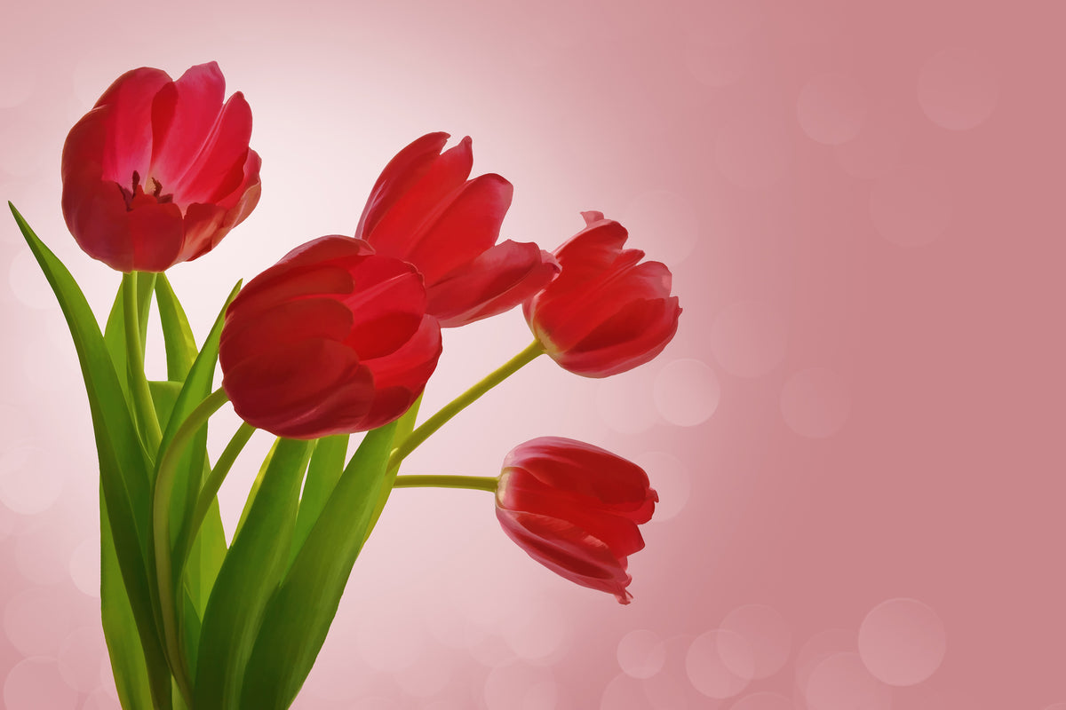 poster-print-red-tulips-bouquet