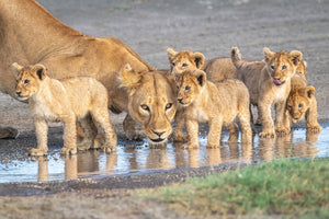 aluminium-print-wariness-at-the-water-hole-x