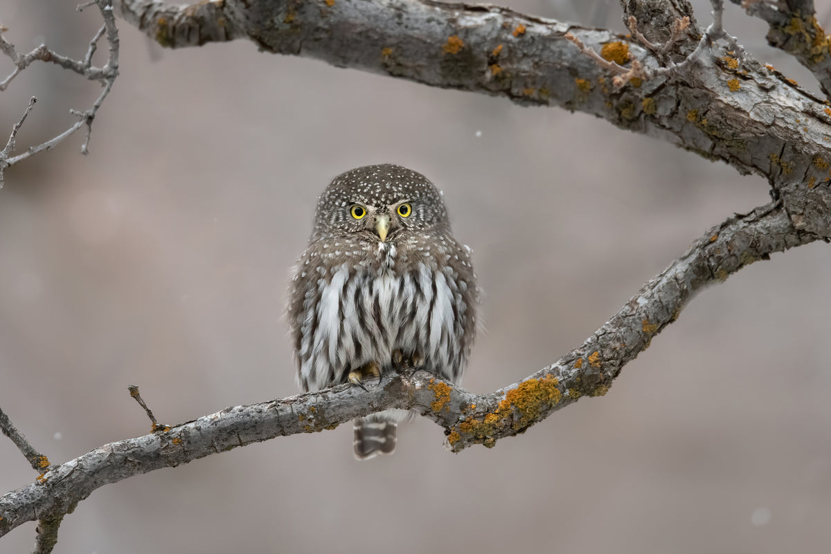 acrylic-print-little-guy-in-the-snow-x