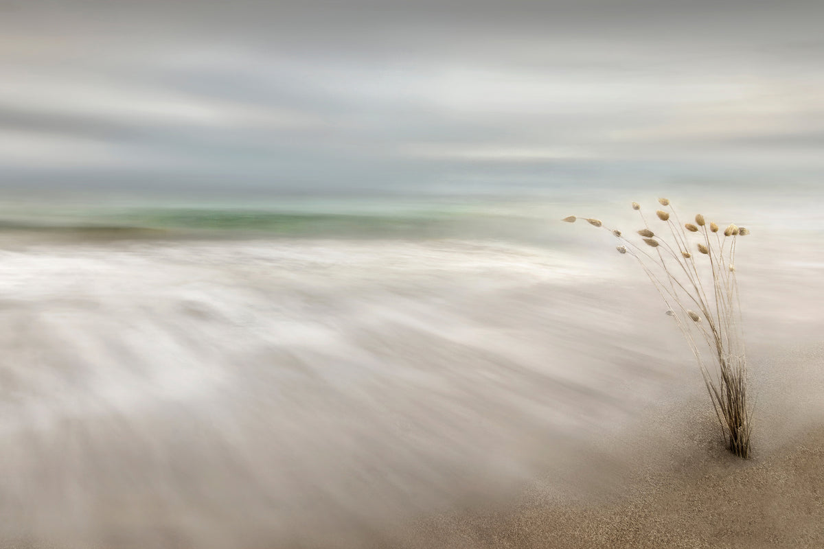 poster-print-ears-in-the-sea-x