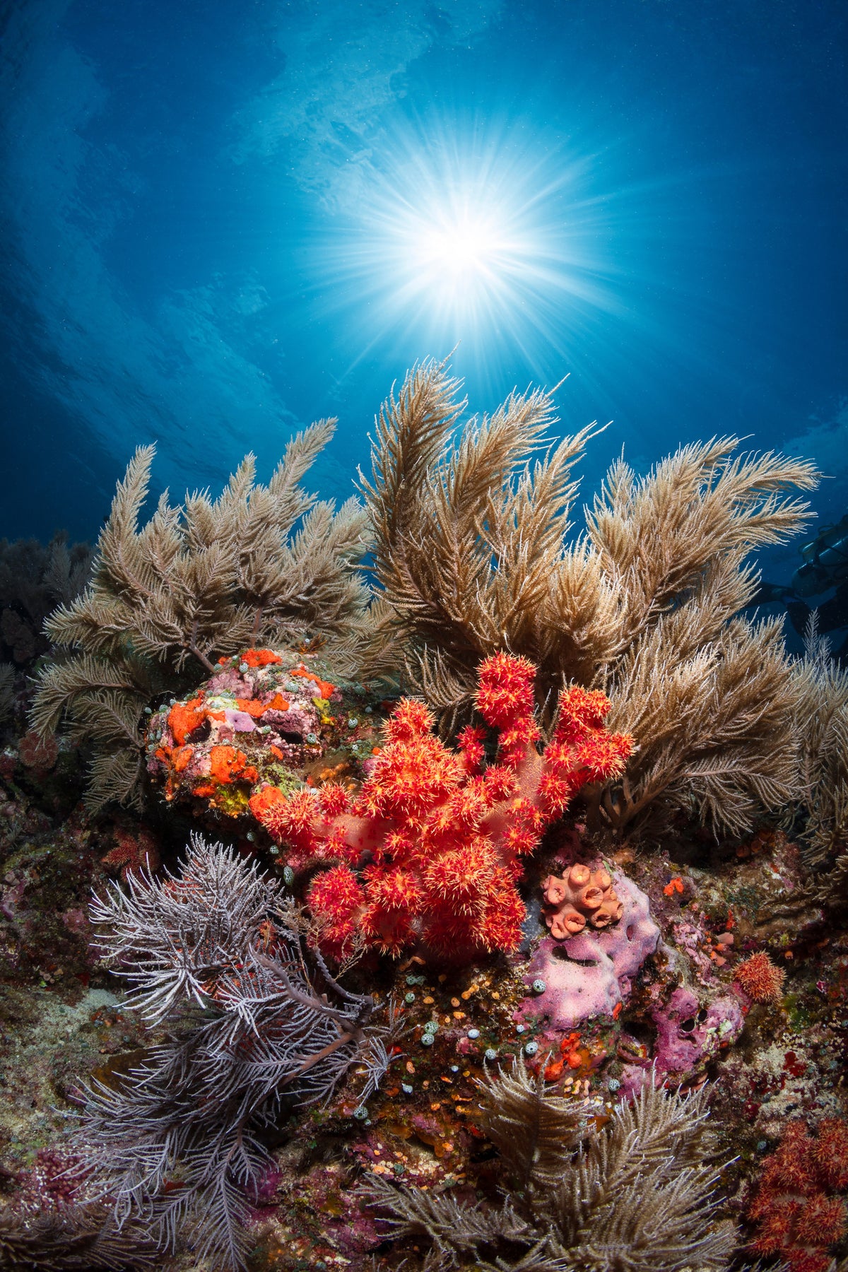 poster-print-underwater-life