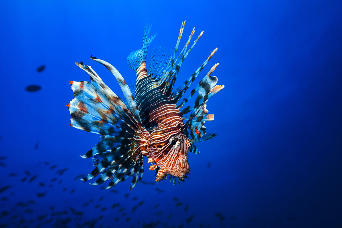 framedcanvas-print-lionfish-x