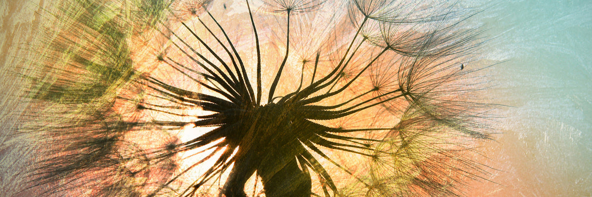 panoramic-acrylic-print-xxl-dandelion-panorama