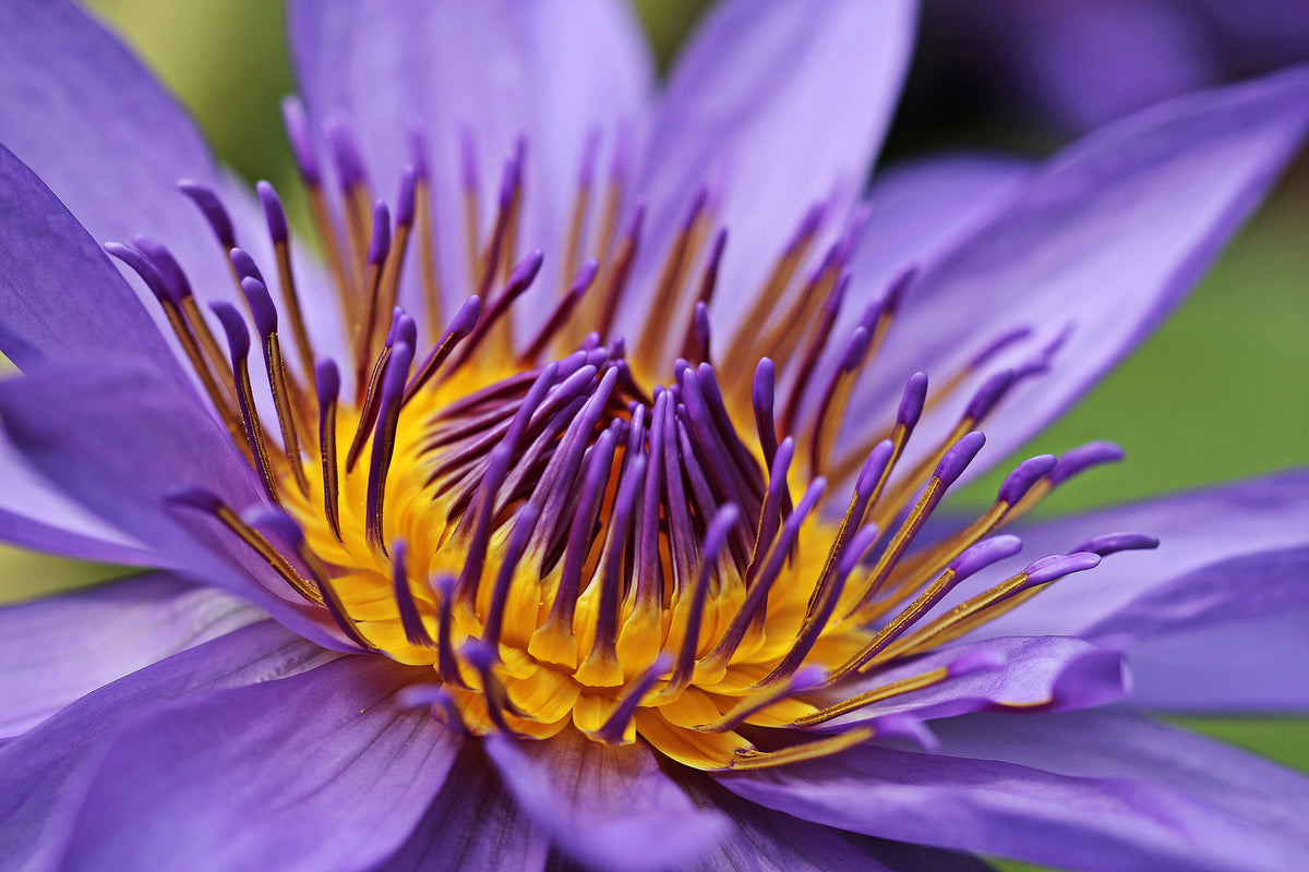 acrylic-print-xxl-water-lily-in-purple