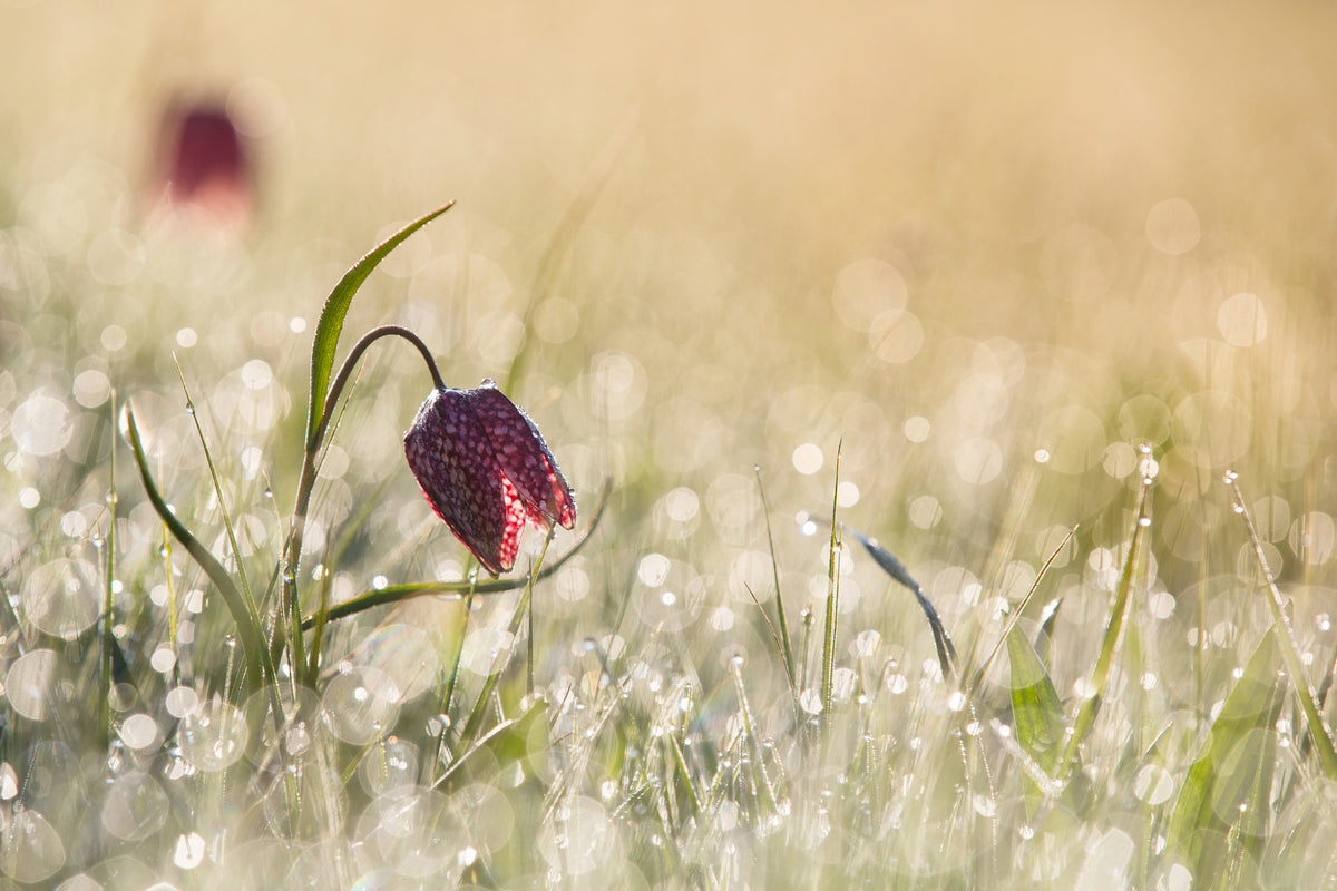 acrylic-print-morningdew