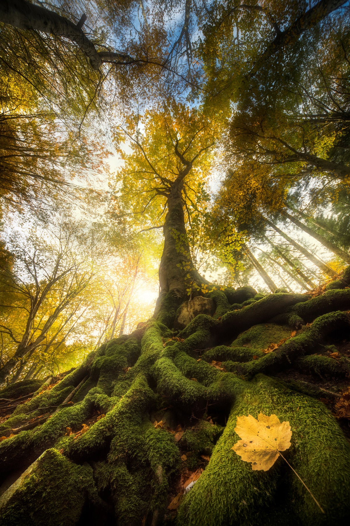 poster-print-the-goodbye-of-a-leaf
