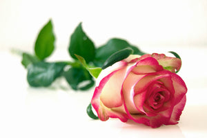 modern-3-piece-aluminium-print-the-proud-rose