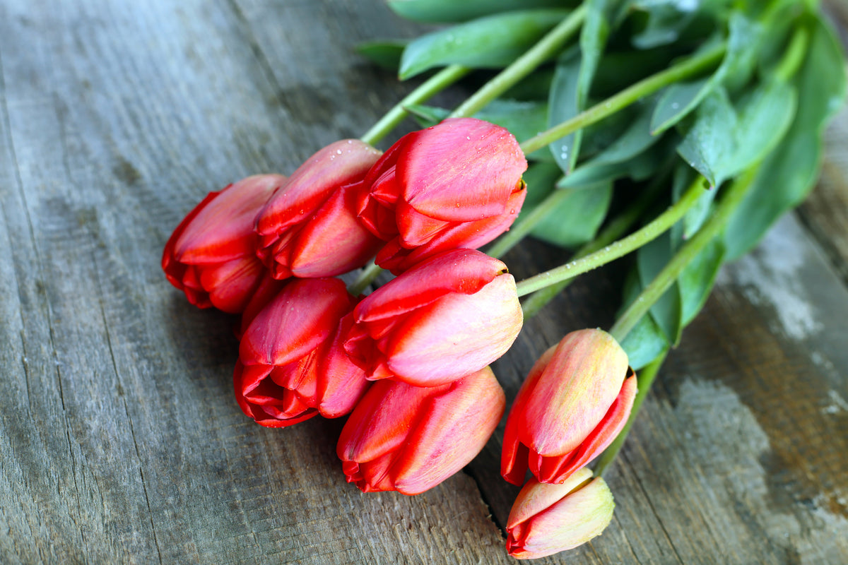 framedposter-print-the-red-tulip-bouquet