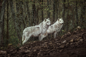 aluminium-print-meeting-with-white-wolves-x
