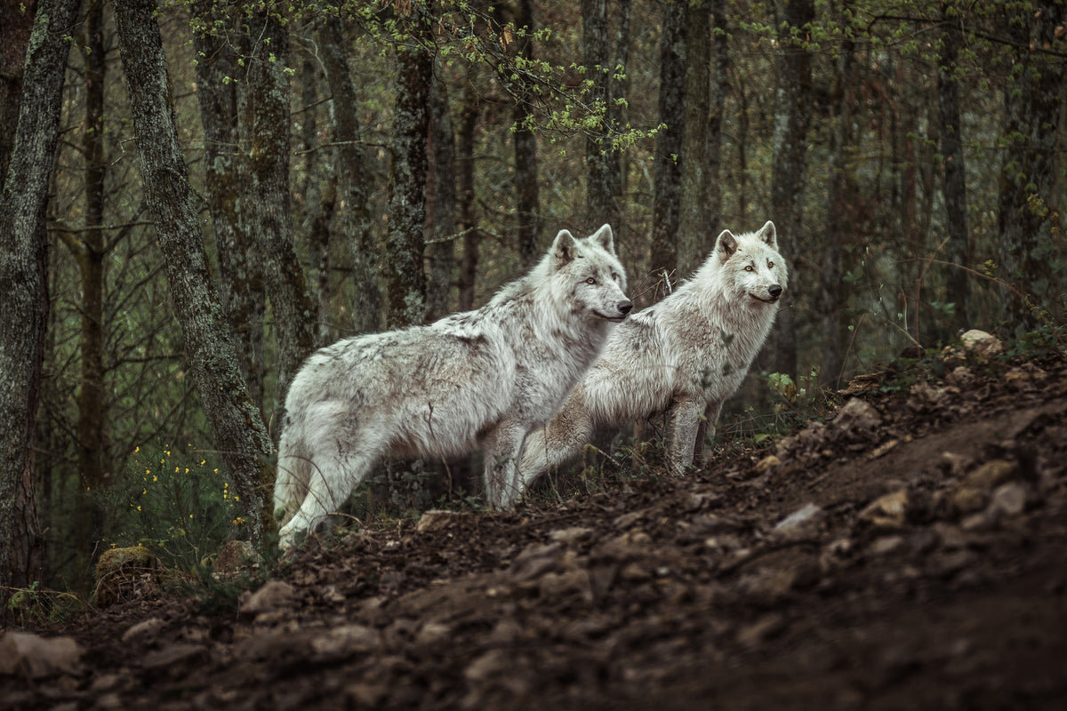 aluminium-print-meeting-with-white-wolves-x