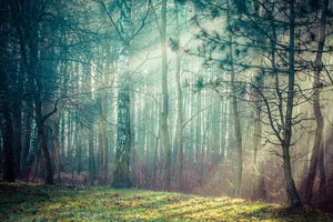 aluminium-print-pinewood