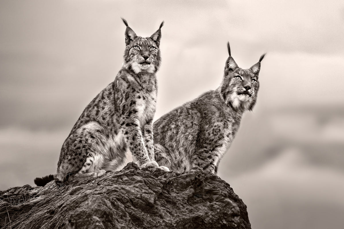3-piece-aluminium-print-two-lynx-on-rock