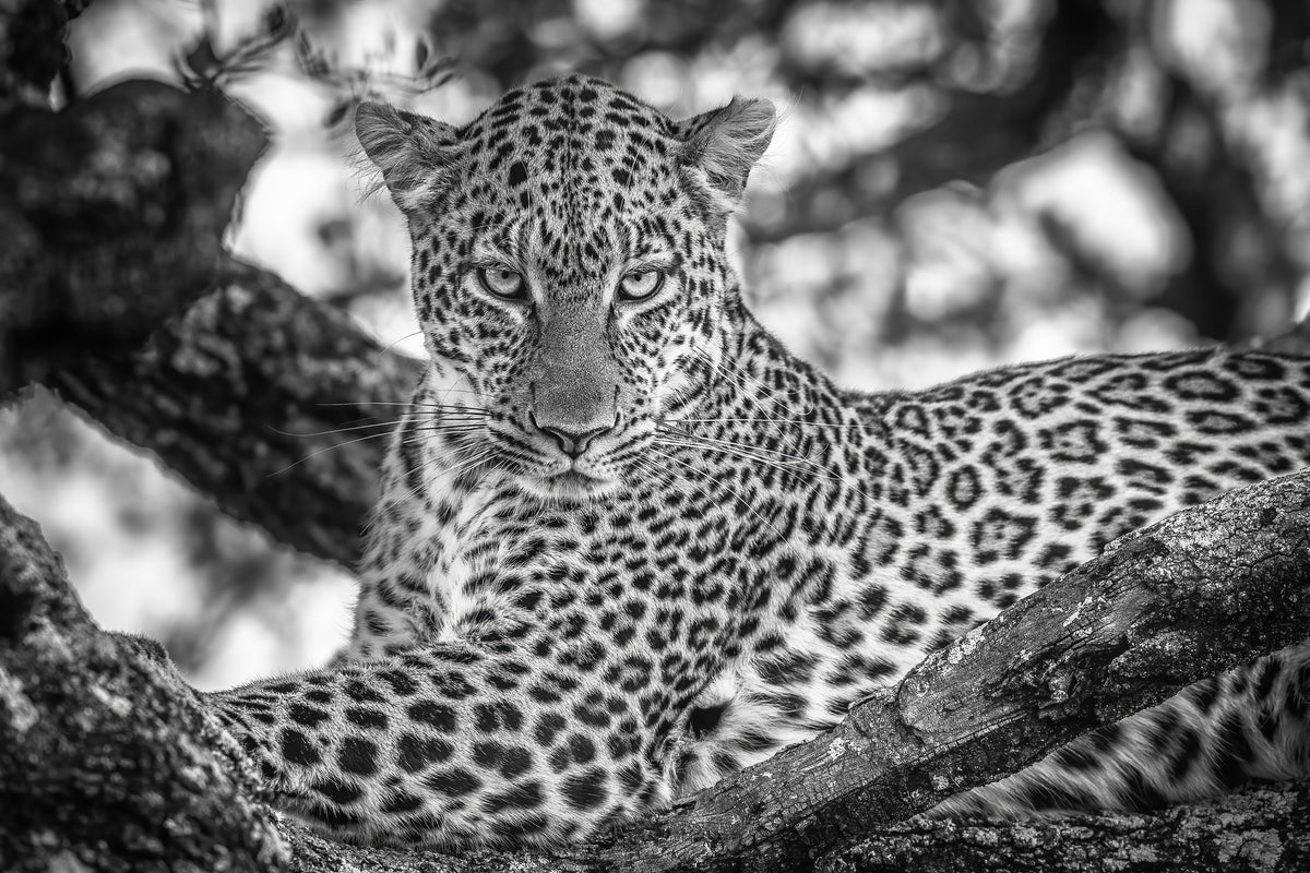 poster-print-monochrome-beauty-x
