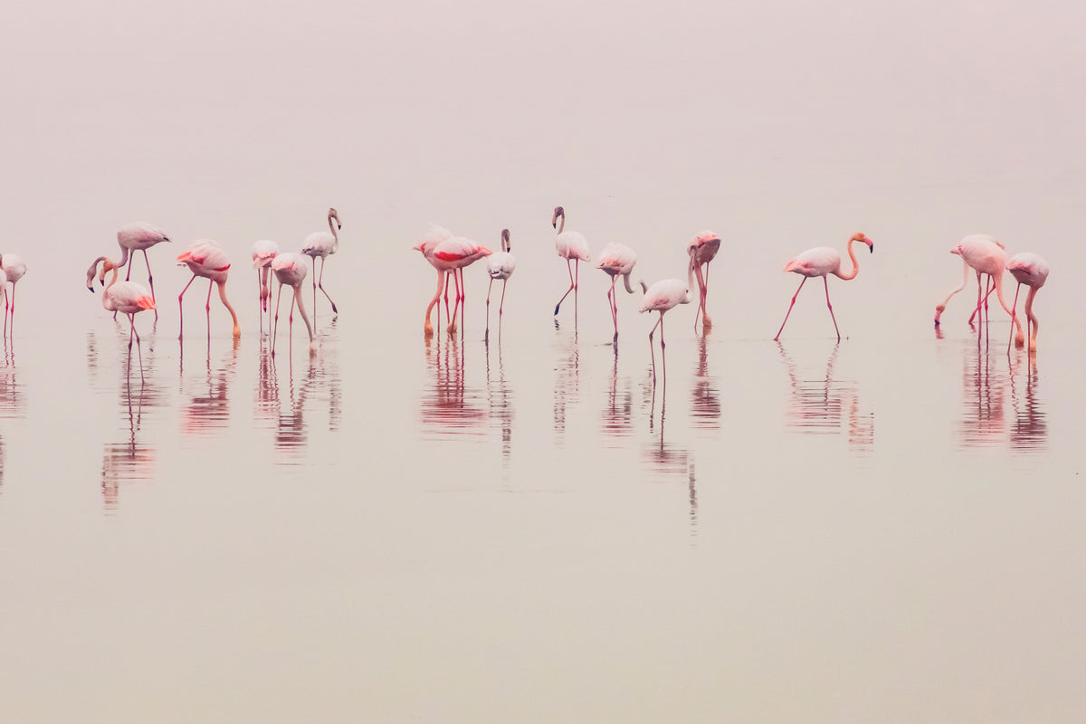 poster-print-water-ballet-x