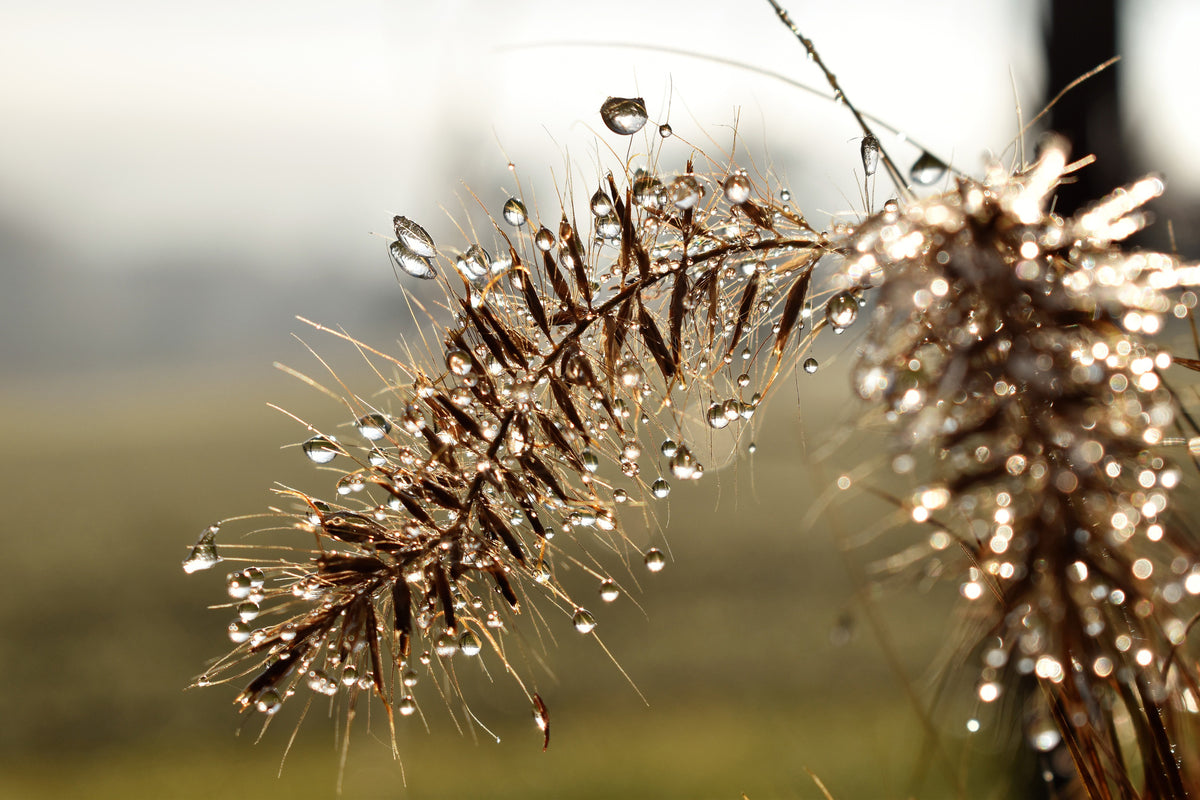 acrylic-print-drops-of-nature