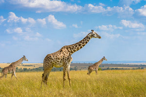 framedcanvas-print-trio-giraffes-x