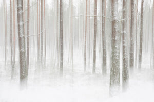 aluminium-print-winterforest-in-sweden-x