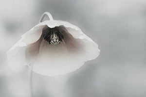framedcanvas-print-ephemeral-beauty-ii