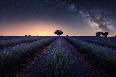 poster-print-lavender-fields-xxw
